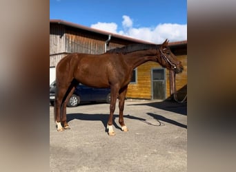 Koń oldenburski, Klacz, 6 lat, 168 cm, Ciemnokasztanowata