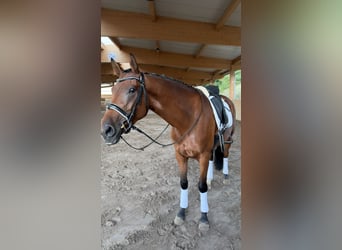 Koń oldenburski, Klacz, 6 lat, 168 cm, Gniada