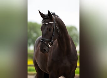Koń oldenburski, Klacz, 6 lat, 168 cm, Kara