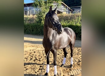 Koń oldenburski, Klacz, 6 lat, 168 cm