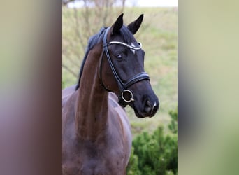 Koń oldenburski, Klacz, 6 lat, 169 cm, Kara