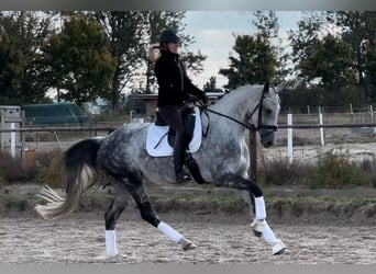 Koń oldenburski, Klacz, 6 lat, 169 cm, Siwa jabłkowita