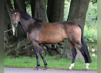 Koń oldenburski, Klacz, 6 lat, 170 cm, Ciemnogniada