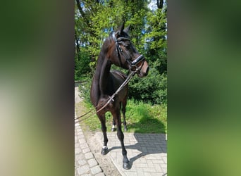 Koń oldenburski, Klacz, 6 lat, 170 cm, Ciemnogniada