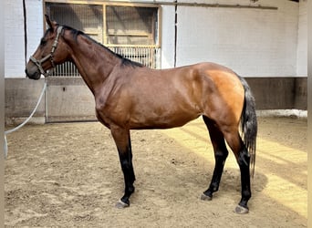 Koń oldenburski, Klacz, 6 lat, 170 cm, Gniada
