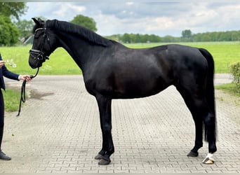 Koń oldenburski, Klacz, 6 lat, 170 cm, Kara