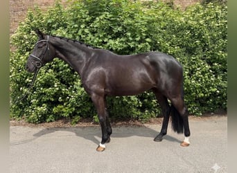 Koń oldenburski, Klacz, 6 lat, 170 cm, Kara