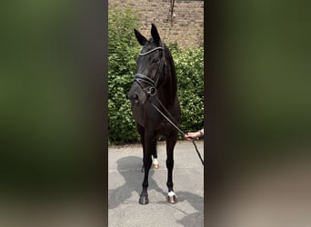 Koń oldenburski, Klacz, 6 lat, 170 cm, Kara