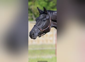 Koń oldenburski, Klacz, 6 lat, 170 cm, Kara