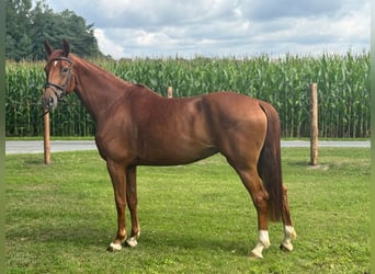 Koń oldenburski, Klacz, 6 lat, 170 cm, Kasztanowata