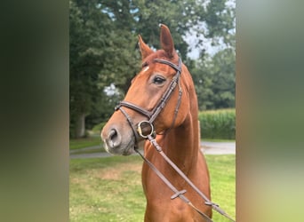 Koń oldenburski, Klacz, 6 lat, 170 cm, Kasztanowata