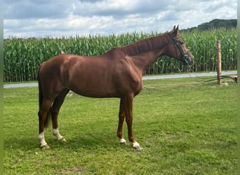 Koń oldenburski, Klacz, 6 lat, 170 cm, Kasztanowata