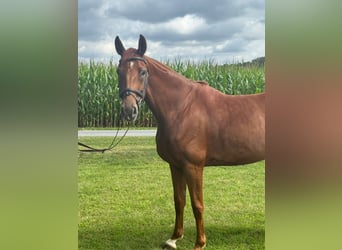 Koń oldenburski, Klacz, 6 lat, 170 cm, Kasztanowata