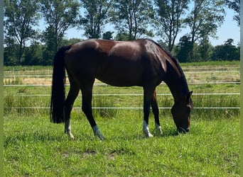 Koń oldenburski, Klacz, 6 lat, 172 cm, Ciemnogniada