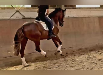 Koń oldenburski, Klacz, 6 lat, 172 cm, Ciemnokasztanowata