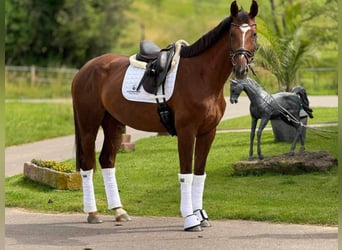 Koń oldenburski, Klacz, 6 lat, 172 cm, Ciemnokasztanowata