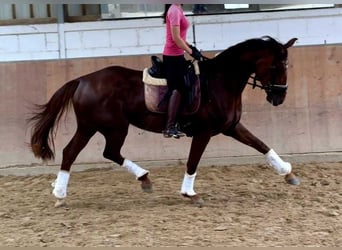 Koń oldenburski, Klacz, 6 lat, 172 cm, Ciemnokasztanowata