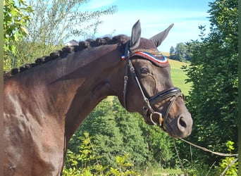 Koń oldenburski, Klacz, 6 lat, 172 cm, Kara