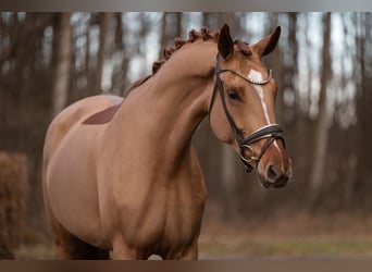 Koń oldenburski, Klacz, 6 lat, 172 cm, Kasztanowata