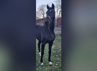 Koń oldenburski, Klacz, 6 lat, 172 cm, Skarogniada