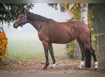 Koń oldenburski, Klacz, 6 lat, 174 cm, Jasnogniada