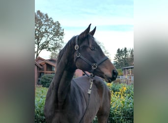 Koń oldenburski, Klacz, 6 lat, 175 cm, Ciemnogniada