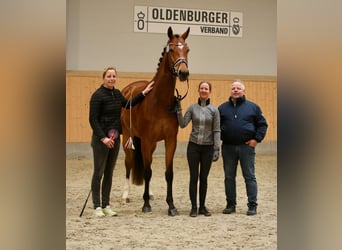 Koń oldenburski, Klacz, 6 lat, 175 cm, Gniada