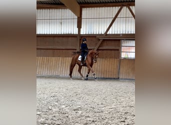 Koń oldenburski, Klacz, 6 lat, 176 cm, Kasztanowata