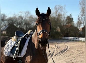 Koń oldenburski, Klacz, 6 lat, Ciemnogniada