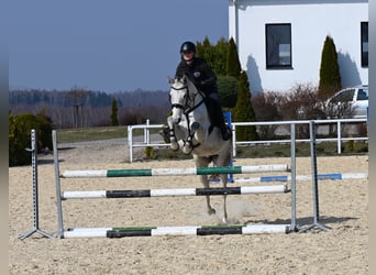 Koń oldenburski, Klacz, 7 lat, 158 cm, Siwa