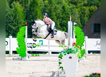 Koń oldenburski, Klacz, 7 lat, 158 cm, Siwa