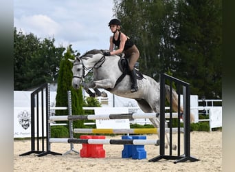Koń oldenburski, Klacz, 7 lat, 158 cm, Siwa