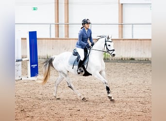 Koń oldenburski, Klacz, 7 lat, 159 cm, Siwa