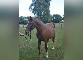 Koń oldenburski, Klacz, 7 lat, 164 cm, Ciemnokasztanowata