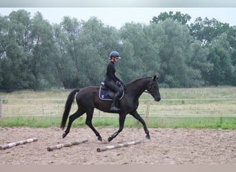 Koń oldenburski, Klacz, 7 lat, 164 cm, Kara