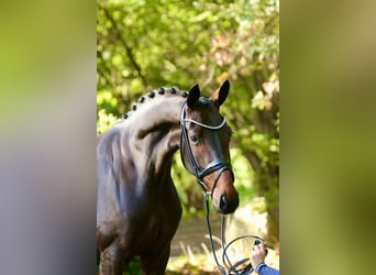 Koń oldenburski, Klacz, 7 lat, 165 cm, Ciemnogniada