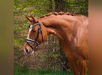 Koń oldenburski, Klacz, 7 lat, 165 cm, Kasztanowata