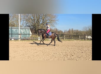 Koń oldenburski, Klacz, 7 lat, 166 cm, Ciemnogniada