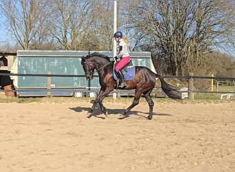 Koń oldenburski, Klacz, 7 lat, 166 cm, Ciemnogniada