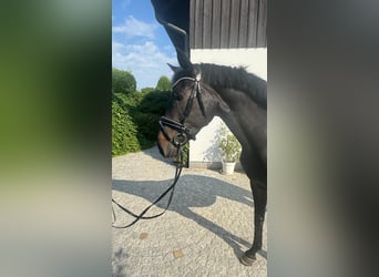Koń oldenburski, Klacz, 7 lat, 167 cm, Ciemnogniada