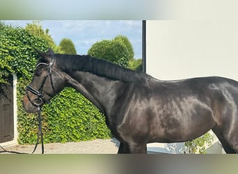 Koń oldenburski, Klacz, 7 lat, 167 cm, Ciemnogniada