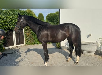 Koń oldenburski, Klacz, 7 lat, 167 cm, Ciemnogniada