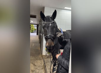 Koń oldenburski, Klacz, 7 lat, 167 cm, Ciemnogniada