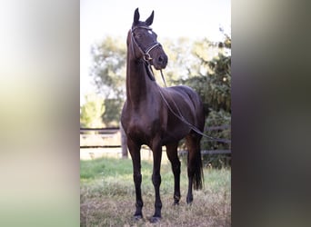 Koń oldenburski, Klacz, 7 lat, 167 cm, Skarogniada