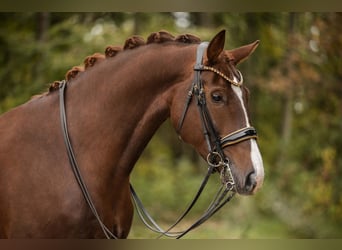 Koń oldenburski, Klacz, 7 lat, 168 cm, Ciemnokasztanowata