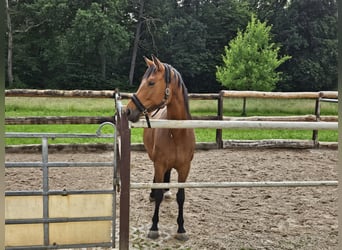Koń oldenburski, Klacz, 7 lat, 168 cm, Gniada