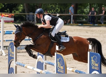 Koń oldenburski, Klacz, 7 lat, 168 cm, Gniada