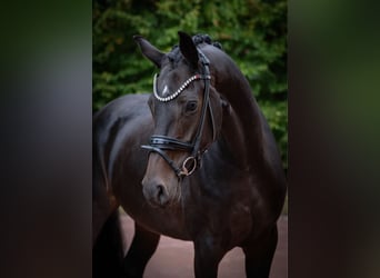 Koń oldenburski, Klacz, 7 lat, 168 cm, Gniada