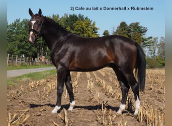 Koń oldenburski, Klacz, 7 lat, 168 cm, Kara