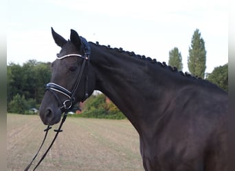Koń oldenburski, Klacz, 7 lat, 168 cm, Kara